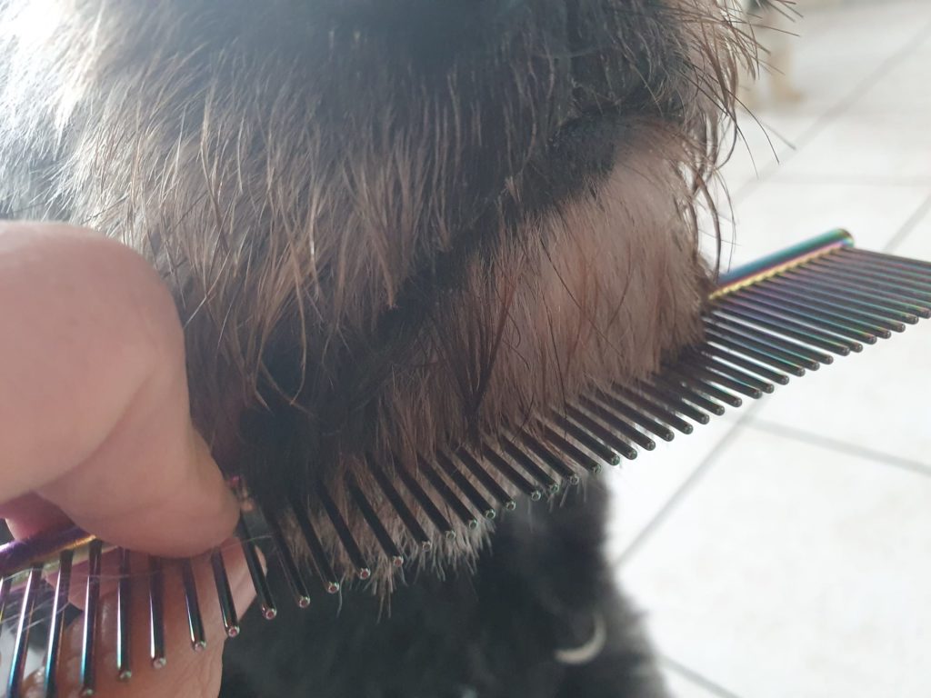 Hunde Coiffeur