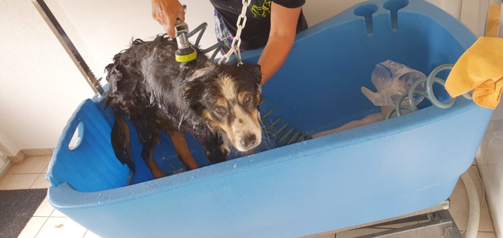 Hunde Coiffeur Baden
